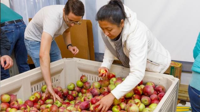 Two FHLBank Boston employees leaning over and sorting through a large container of apples